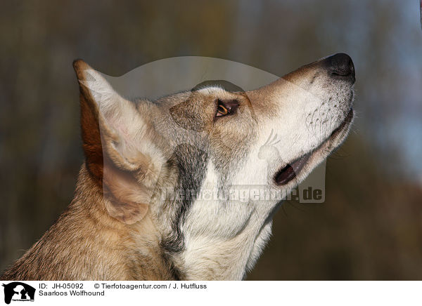 Saarloos Wolfhund / Saarloos Wolfhound / JH-05092
