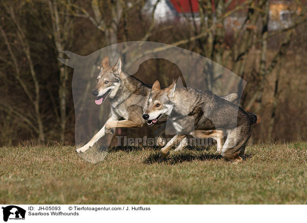 Saarloos Wolfhunde / Saarloos Wolfhounds / JH-05093