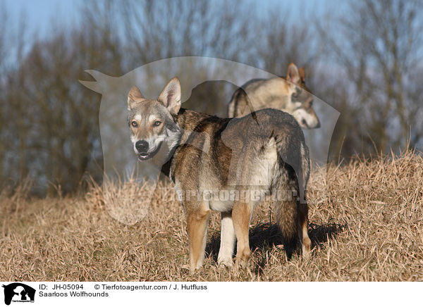 Saarloos Wolfhunde / Saarloos Wolfhounds / JH-05094