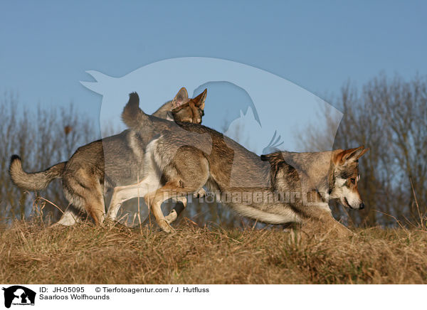 Saarloos Wolfhunde / Saarloos Wolfhounds / JH-05095
