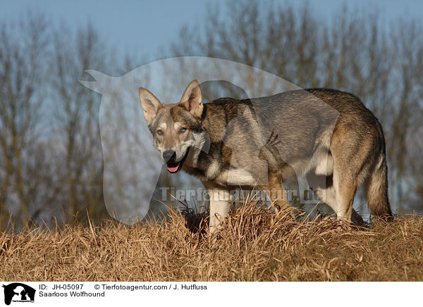 Saarloos Wolfhund / Saarloos Wolfhound / JH-05097