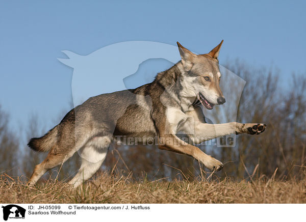 Saarloos Wolfhund / Saarloos Wolfhound / JH-05099