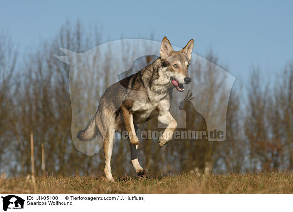 Saarloos Wolfhund / Saarloos Wolfhound / JH-05100
