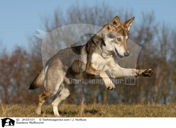 Saarloos Wolfhund / Saarloos Wolfhound / JH-05101