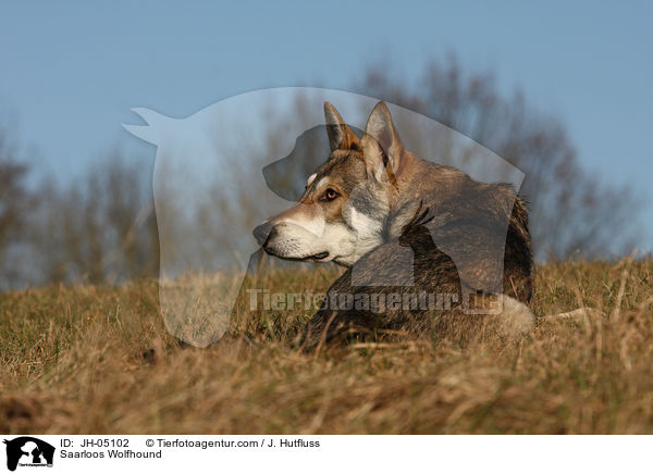 Saarloos Wolfhund / Saarloos Wolfhound / JH-05102
