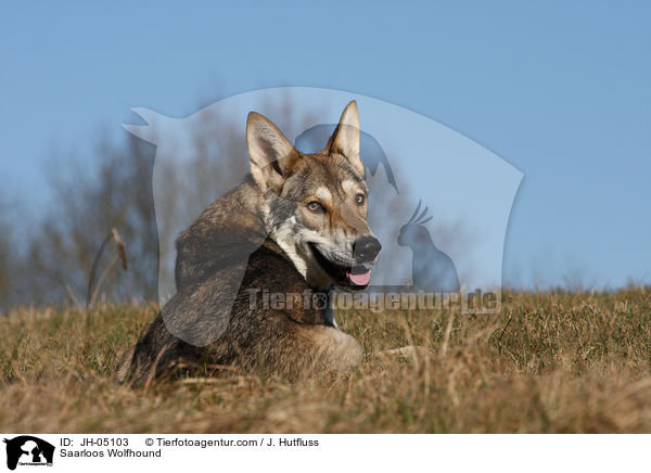 Saarloos Wolfhund / Saarloos Wolfhound / JH-05103