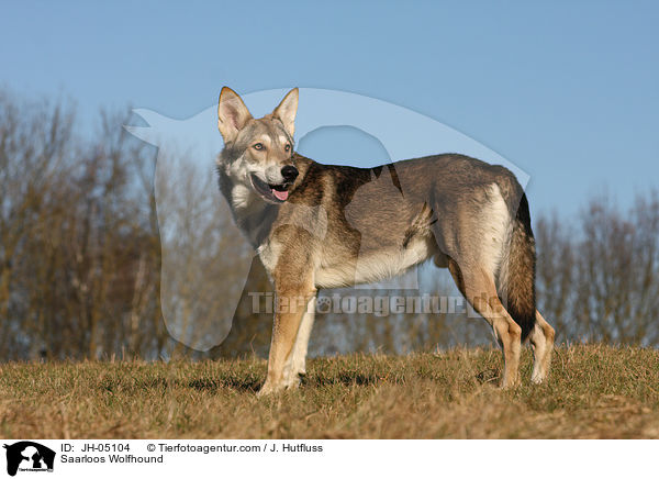 Saarloos Wolfhund / Saarloos Wolfhound / JH-05104