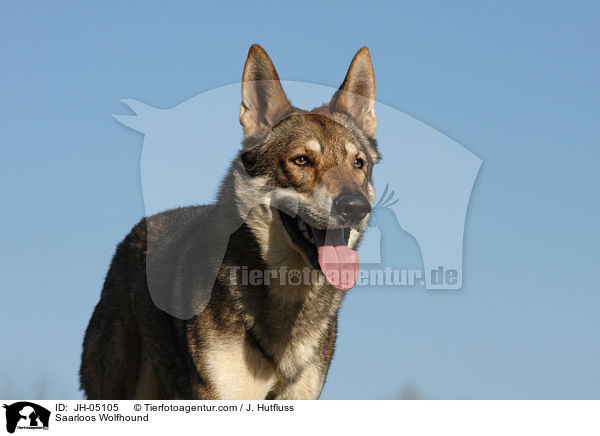 Saarloos Wolfhund / Saarloos Wolfhound / JH-05105