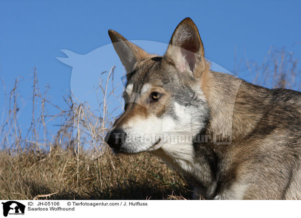 Saarloos Wolfhund / Saarloos Wolfhound / JH-05106