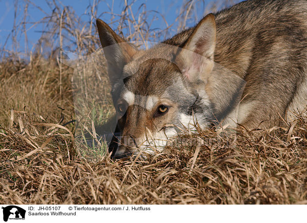 Saarloos Wolfhound / JH-05107