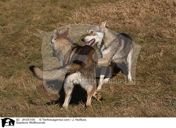 Saarloos Wolfhunde / Saarloos Wolfhounds / JH-05109