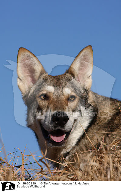 Saarloos Wolfhund / Saarloos Wolfhound / JH-05110