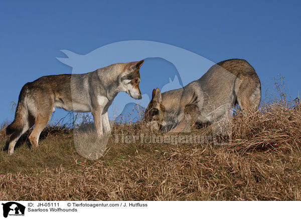 Saarloos Wolfhunde / Saarloos Wolfhounds / JH-05111