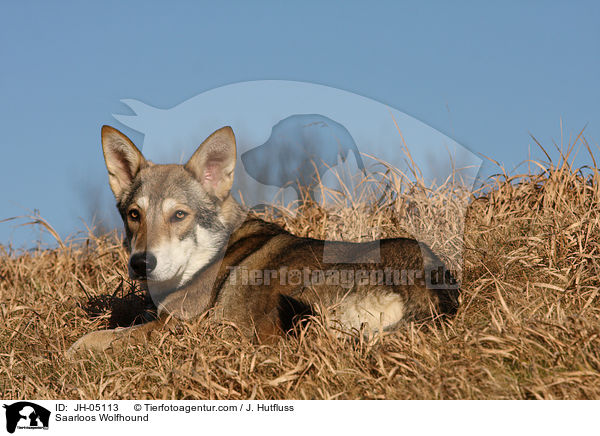 Saarloos Wolfhund / Saarloos Wolfhound / JH-05113