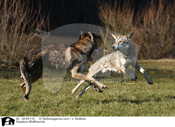 Saarloos Wolfhunde / Saarloos Wolfhounds / JH-05114