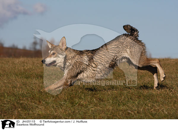 Saarloos Wolfhund / Saarloos Wolfhound / JH-05115