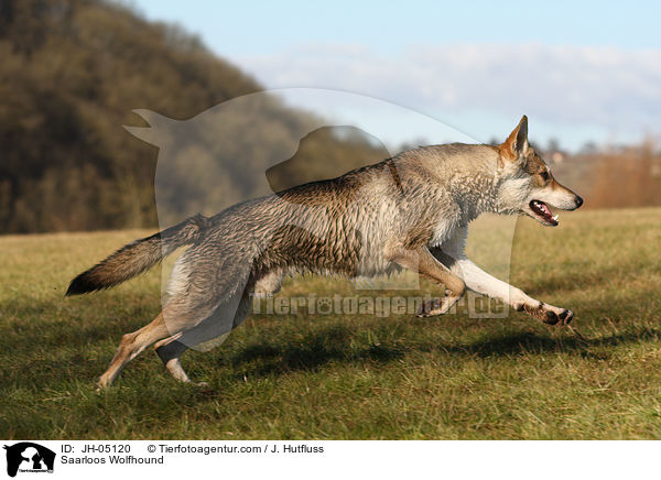 Saarloos Wolfhund / Saarloos Wolfhound / JH-05120