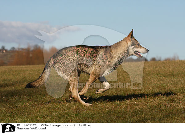 Saarloos Wolfhund / Saarloos Wolfhound / JH-05121
