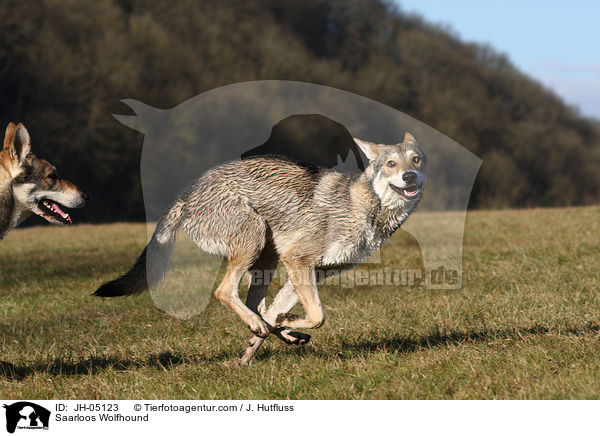 Saarloos Wolfhund / Saarloos Wolfhound / JH-05123