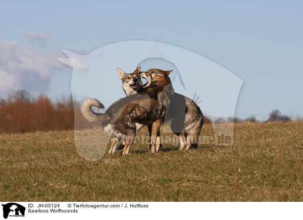 Saarloos Wolfhunde / Saarloos Wolfhounds / JH-05124
