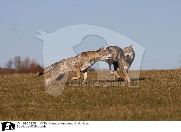 Saarloos Wolfhunde / Saarloos Wolfhounds / JH-05125