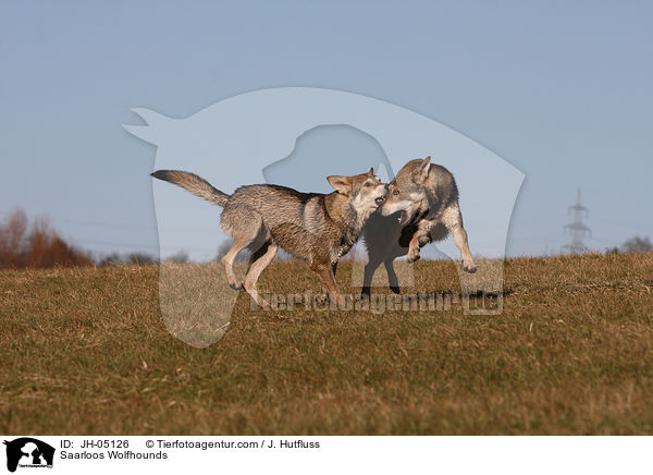 Saarloos Wolfhunde / Saarloos Wolfhounds / JH-05126