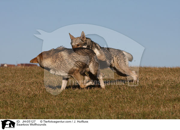 Saarloos Wolfhunde / Saarloos Wolfhounds / JH-05127