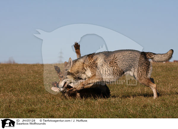 Saarloos Wolfhunde / Saarloos Wolfhounds / JH-05128