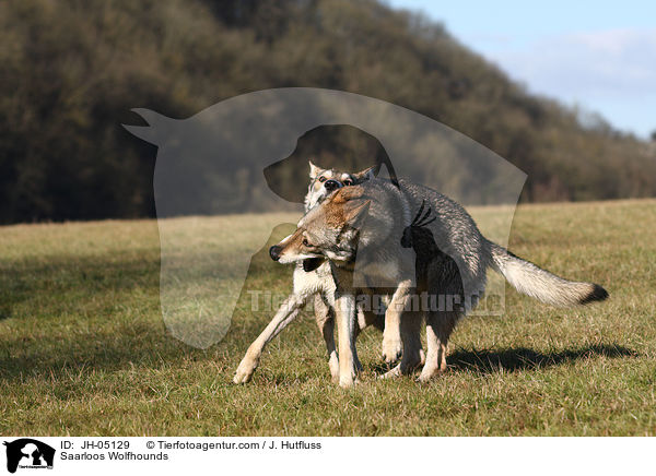 Saarloos Wolfhunde / Saarloos Wolfhounds / JH-05129
