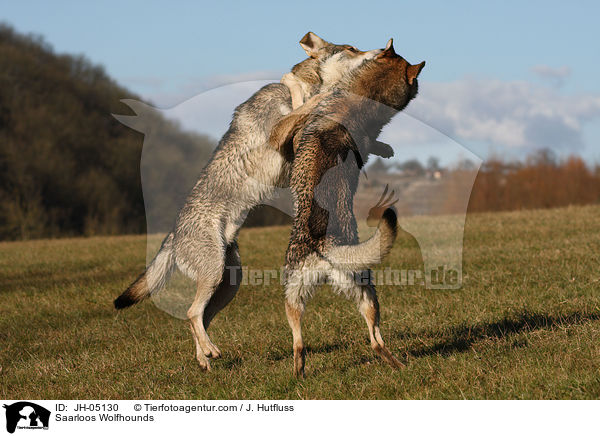 Saarloos Wolfhunde / Saarloos Wolfhounds / JH-05130
