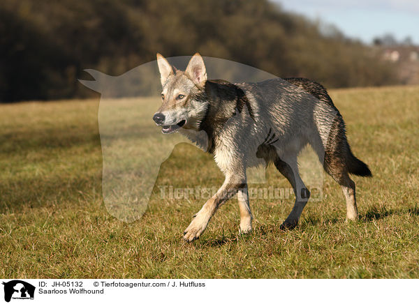 Saarloos Wolfhund / Saarloos Wolfhound / JH-05132