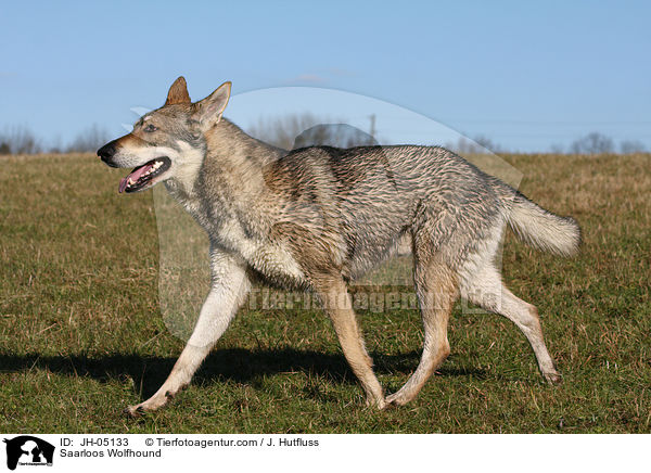 Saarloos Wolfhund / Saarloos Wolfhound / JH-05133