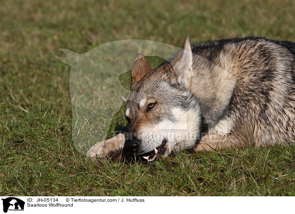 Saarloos Wolfhund / Saarloos Wolfhound / JH-05134