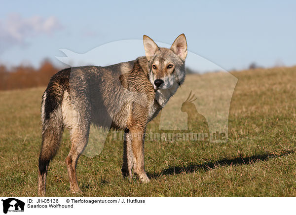 Saarloos Wolfhund / Saarloos Wolfhound / JH-05136