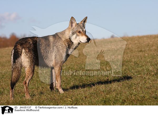 Saarloos Wolfhund / Saarloos Wolfhound / JH-05137