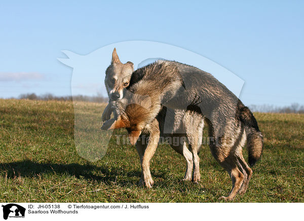 Saarloos Wolfhunde / Saarloos Wolfhounds / JH-05138