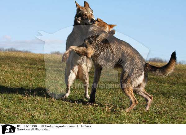 Saarloos Wolfhunde / Saarloos Wolfhounds / JH-05139