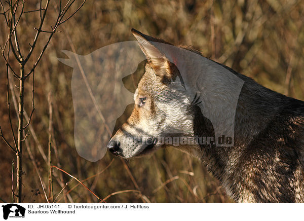 Saarloos Wolfhund / Saarloos Wolfhound / JH-05141