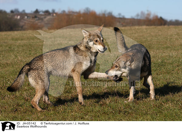 Saarloos Wolfhunde / Saarloos Wolfhounds / JH-05142