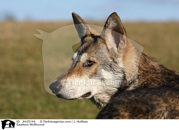 Saarloos Wolfhund / Saarloos Wolfhound / JH-05144