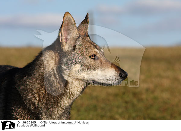 Saarloos Wolfhund / Saarloos Wolfhound / JH-05145