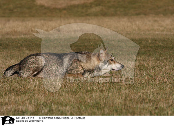 Saarloos Wolfhund / Saarloos Wolfhound / JH-05146