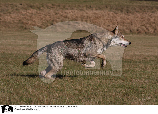 Saarloos Wolfhund / Saarloos Wolfhound / JH-05147