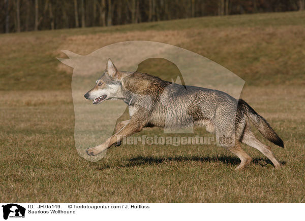 Saarloos Wolfhund / Saarloos Wolfhound / JH-05149