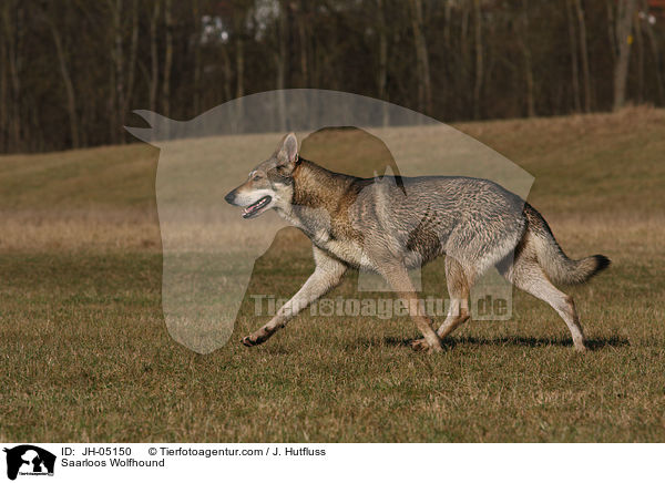 Saarloos Wolfhund / Saarloos Wolfhound / JH-05150