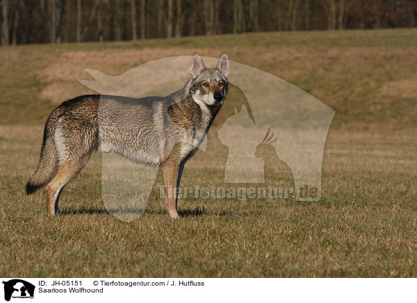 Saarloos Wolfhund / Saarloos Wolfhound / JH-05151