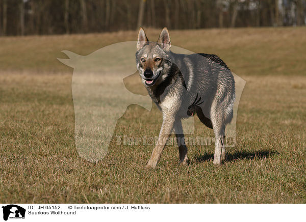 Saarloos Wolfhund / Saarloos Wolfhound / JH-05152