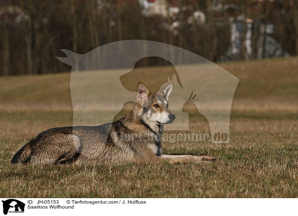 Saarloos Wolfhund / Saarloos Wolfhound / JH-05153