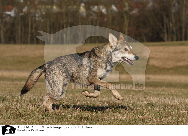 Saarloos Wolfhund / Saarloos Wolfhound / JH-05155