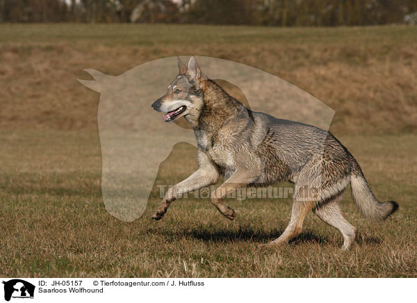 Saarloos Wolfhund / Saarloos Wolfhound / JH-05157